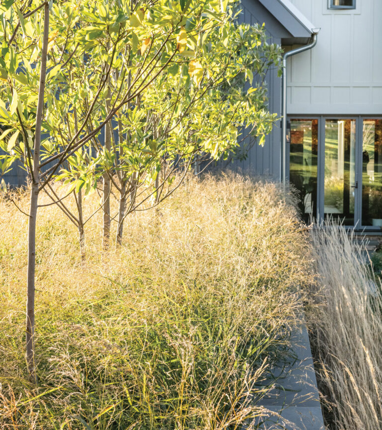 Swaths of grasses introduce seasonal texture and movement, softening the home’s modern geometry. A resilient plant palette anchored by native species was chosen for toughness, adaptability and long-term performance.